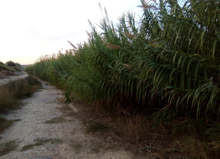 Cañares de río